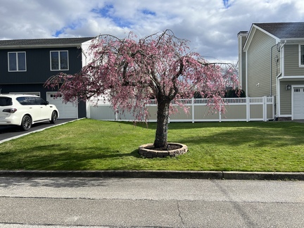around the tree