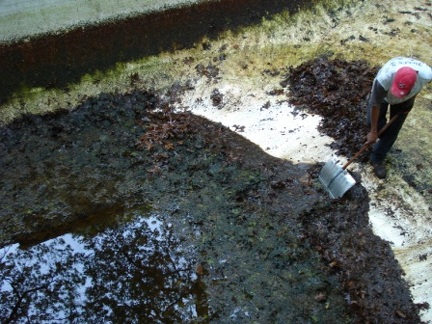 poolcleaning (30)