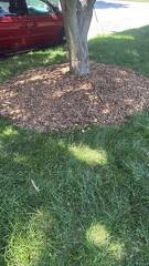 mulch tree 