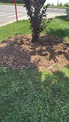 mulch around tree