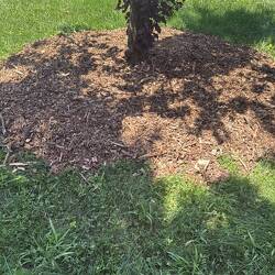 Wood Chips or Mulch