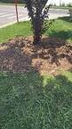Wood Chips or Mulch