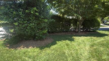 much by the bushes 