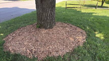 mulch tree 
