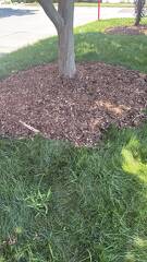 much around tree 
