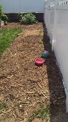 wood chips disposal from tree 
